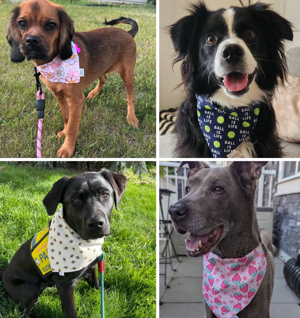 Dog Bandana
